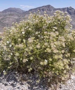 Apache Plume (Fallugia) -Outdoor Garden Care Shop shutterstock apache plume fallugia paradoxa 4 cropped