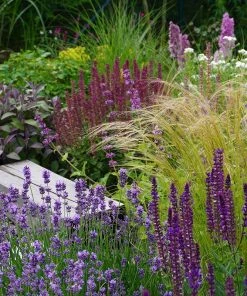 Silky Thread Grass 4 Silky Thread Grass -Outdoor Garden Care Shop silky thread grass 2