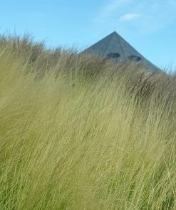 Silky Thread Grass 5 Silky Thread Grass -Outdoor Garden Care Shop silky thread grass 3