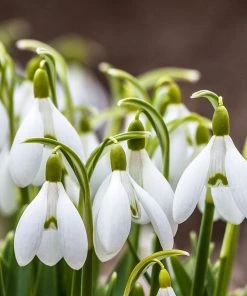 Snowdrops