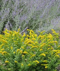Golden Fleece Goldenrod (Solidago) -Outdoor Garden Care Shop solidago golden fleece russian sage perovskia atriplicifolia