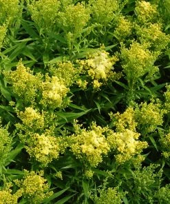 Little Lemon Goldenrod (Solidago) -Outdoor Garden Care Shop solidago mike davy little lemon goldenrod cropped