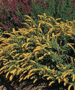 Golden Fleece Goldenrod (Solidago)