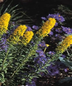 Golden Torch Goldenrod (Wichita Mountains Solidago) -Outdoor Garden Care Shop solidago wichita mountains 91926 web