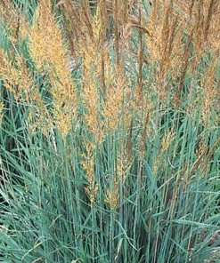 Llano Indian Grass