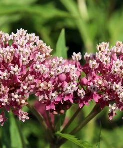 Swamp Milkweed Collection