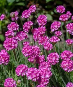 Splendens Armeria -Outdoor Garden Care Shop splendens sea thrift armeria maritima flowers blooming