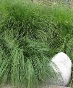 Prairie Dropseed Grass -Outdoor Garden Care Shop sporobolus heterolipis close up of foliage 91930 cropped