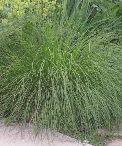 Prairie Dropseed Grass -Outdoor Garden Care Shop sporobolus heterolipis foliage cropped