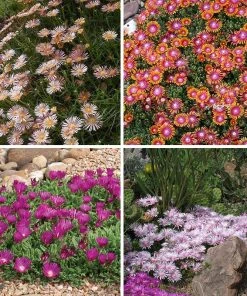 Ice Plant Collection (Delosperma) -Outdoor Garden Care Shop spring ice plant delosperma perennial collection
