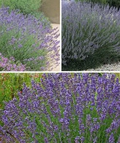 Three Tier Lavender Collection -Outdoor Garden Care Shop spring three tier lavender perennial collection