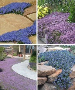 Tread On Me Evergreen Groundcover Collection -Outdoor Garden Care Shop spring tread on me groundcover perennial collection