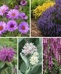 Butterfly & Bee Friendly Collection For The East & Midwest -Outdoor Garden Care Shop spring 1 1 1