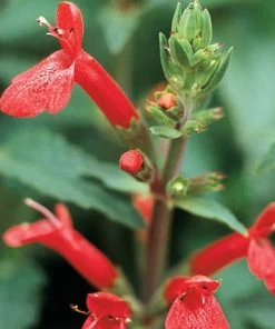 Red Flowered Lamb's Ear -Outdoor Garden Care Shop stachys coccineus mountain red 92830a