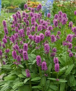 Hummelo Betony -Outdoor Garden Care Shop stachys monieri hummelo 3