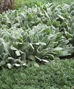 Silver Carpet Lamb's Ear -Outdoor Garden Care Shop stachys silver carpet garden 2