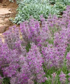 Pink Cotton Lamb's Ear