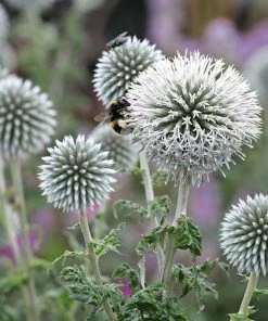 Star Frost Echinops -Outdoor Garden Care Shop star frost echinops 1