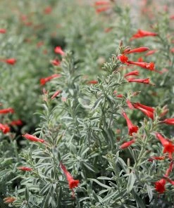 Stardust Hummingbird Trumpet (Zauschneria)