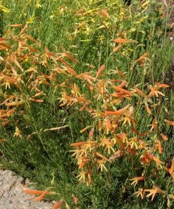 SteppeSuns® Sunset Glow Penstemon -Outdoor Garden Care Shop steppesuns sunset glow penstemon orange