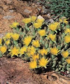 Night-Blooming Ice Plant (Stomatium)