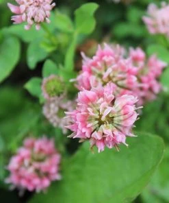Alternative Lawn Wildflower Seed Mix -Outdoor Garden Care Shop strawberry clover close up