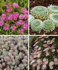 Succulent Groundcover Collection -Outdoor Garden Care Shop succulent groundcover collection spring