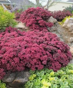 SunSparkler® Dazzleberry Sedum
