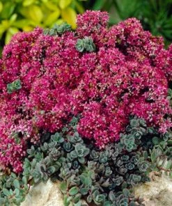 SunSparkler® Sedum Collection -Outdoor Garden Care Shop sunsparkler dazzleberry sedum rock garden 1
