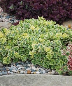 SunSparkler® Lime Twister Sedum -Outdoor Garden Care Shop sunsparkler lime twister sedum