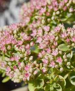 SunSparkler® Lime Twister Sedum