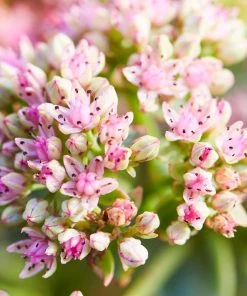 SunSparkler® Lime Twister Sedum -Outdoor Garden Care Shop sunsparkler lime twister sedum pink flowers