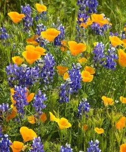 Superbloom Native Wildflower Seed Mix -Outdoor Garden Care Shop superbloom native mix 1