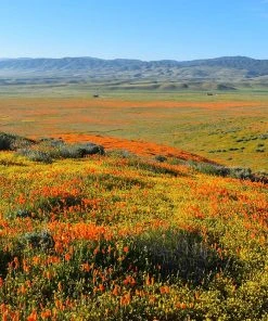 Superbloom Native Wildflower Seed Mix -Outdoor Garden Care Shop superbloom native mix 3