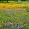 Superbloom Native Wildflower Seed Mix