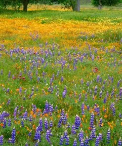 Superbloom Native Wildflower Seed Mix