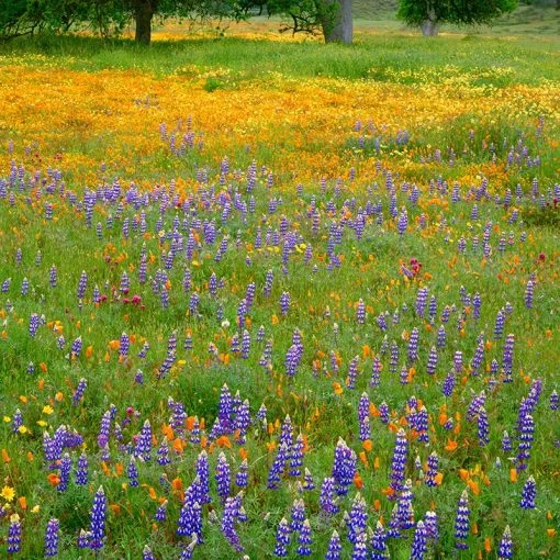 Superbloom Native Wildflower Seed Mix -Outdoor Garden Care Shop superbloom seasonal mix lupine california poppy