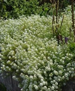 Alternative Lawn Wildflower Seed Mix -Outdoor Garden Care Shop sweet alyssum