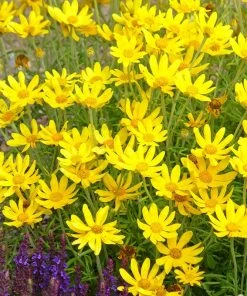 Takilma Gold Oregon Sunshine (Eriophyllum) -Outdoor Garden Care Shop takila gold oregon sunshine