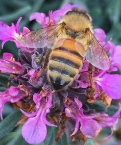 Gray Creeping Germander (Teucrium) -Outdoor Garden Care Shop teucrium aroanium honey bee mary ray co 2