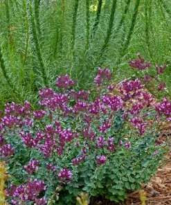 Thanksgiving Ornamental Oregano -Outdoor Garden Care Shop thanksgiving ornamental oregano oreganum with liatris garden