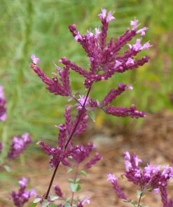 Thanksgiving Ornamental Oregano
