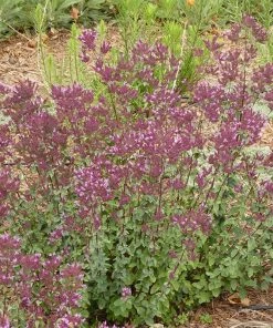 Bee Bonanza Ornamental Oregano Collection -Outdoor Garden Care Shop thanksgiving ornamental oregano origanum full garden 1