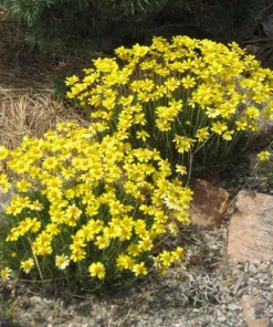 Thrift-Leaf Perky Sue (Hymenoxys)