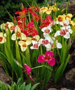 Tiger Flower Mix (Tigridia) -Outdoor Garden Care Shop tigridia tiger flower mexican shell flower