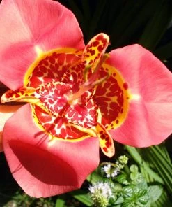 Tiger Flower Mix (Tigridia) -Outdoor Garden Care Shop tigridia tiger flower mexican shell flower closeup
