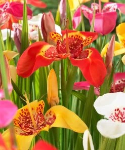 Tiger Flower Mix (Tigridia)