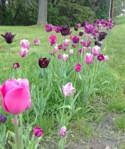 Blue Moon Triumph Tulip Mix -Outdoor Garden Care Shop tulip blue moon mix cropped hm 10