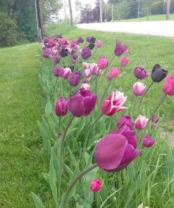 Blue Moon Triumph Tulip Mix -Outdoor Garden Care Shop tulip blue moon mix cropped hm 6