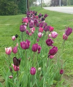 Blue Moon Triumph Tulip Mix -Outdoor Garden Care Shop tulip blue moon mix cropped hm 8